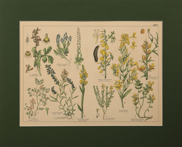 Stampe Antiche Botanica
