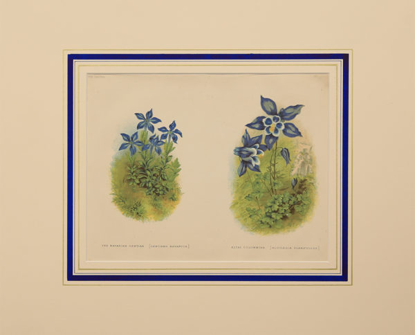 Stampe Antiche Botanica